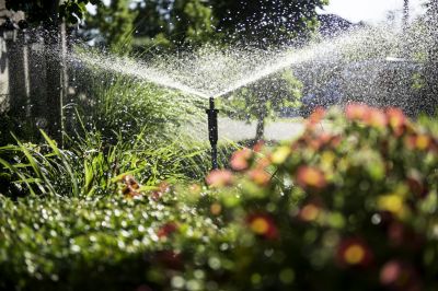 Improve Overall Plant Health